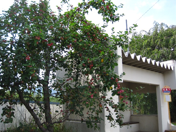 b0149340_21413759.jpg