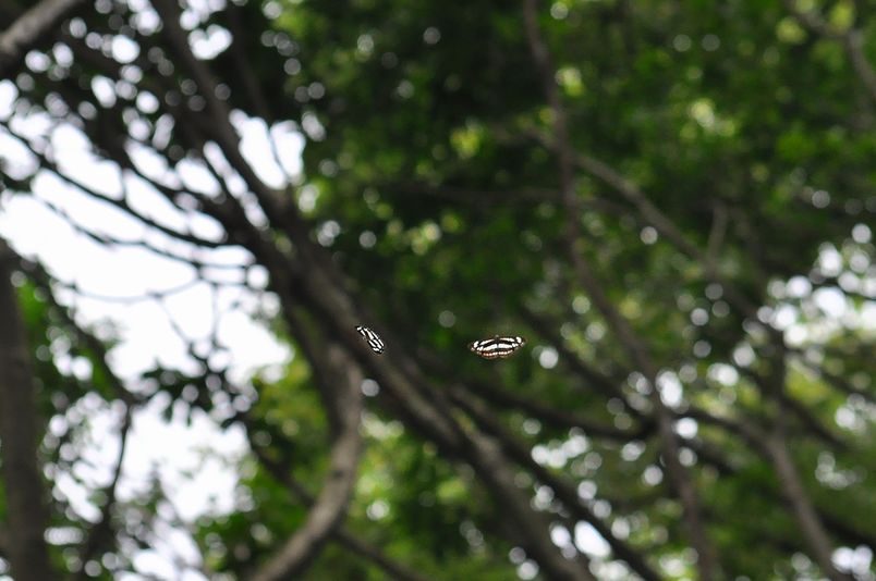 8月16日(くもりのち晴れ)タイトル:完全休養のはずでしたが_f0105542_21531567.jpg