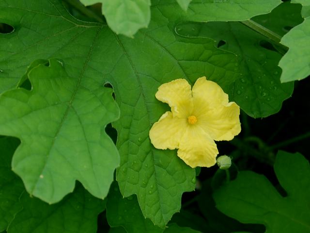 蔓茘枝