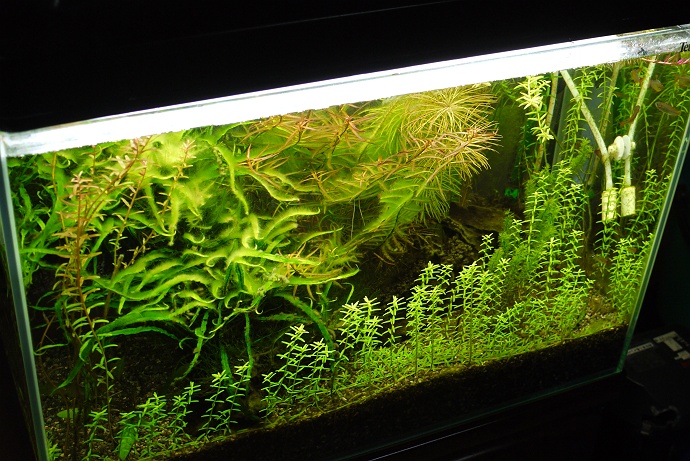 やる気をなくすとこうなるのが水草水槽と言うもの : Kamakura AQUA