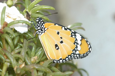 カバマダラ⑤_c0180460_104219.jpg