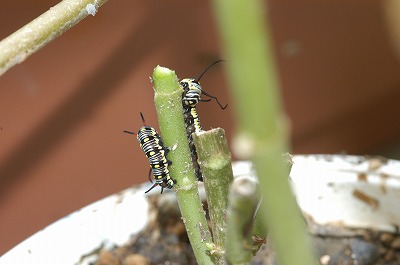 カバマダラ⑤_c0180460_1102081.jpg