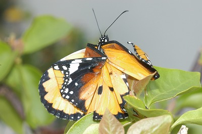 カバマダラ⑤_c0180460_113299.jpg