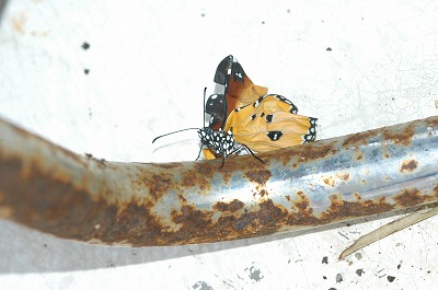 カバマダラ⑤_c0180460_144090.jpg