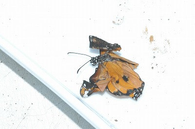 カバマダラ⑤_c0180460_151050.jpg