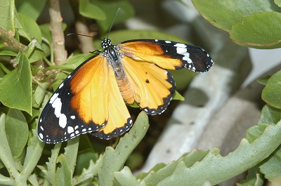 カバマダラ⑤_c0180460_155676.jpg
