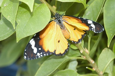 カバマダラ⑤_c0180460_162273.jpg