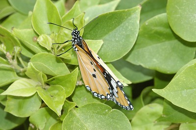 カバマダラ⑤_c0180460_164911.jpg