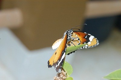 カバマダラ⑤_c0180460_174095.jpg