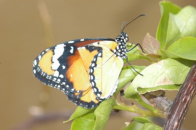 カバマダラ⑤_c0180460_182922.jpg