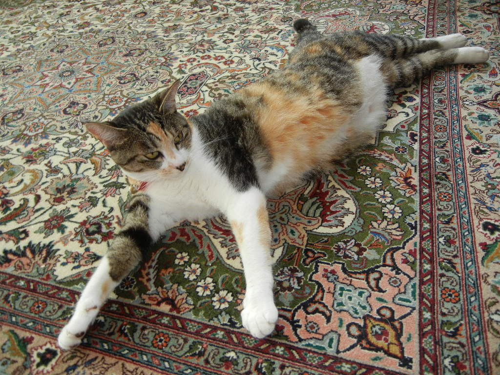 2011年8月16日(火)心ちゃんが真夜中に逃亡!_f0060461_13394013.jpg