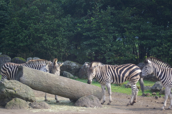 夏休みパート2/ Summer vacation #2_a0186568_920977.jpg