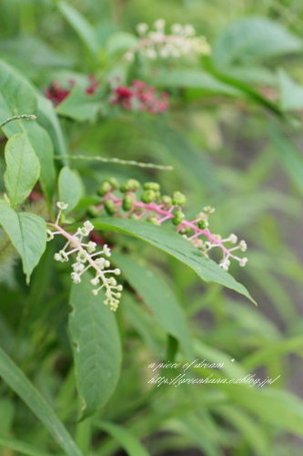 b0160880_2315056.jpg
