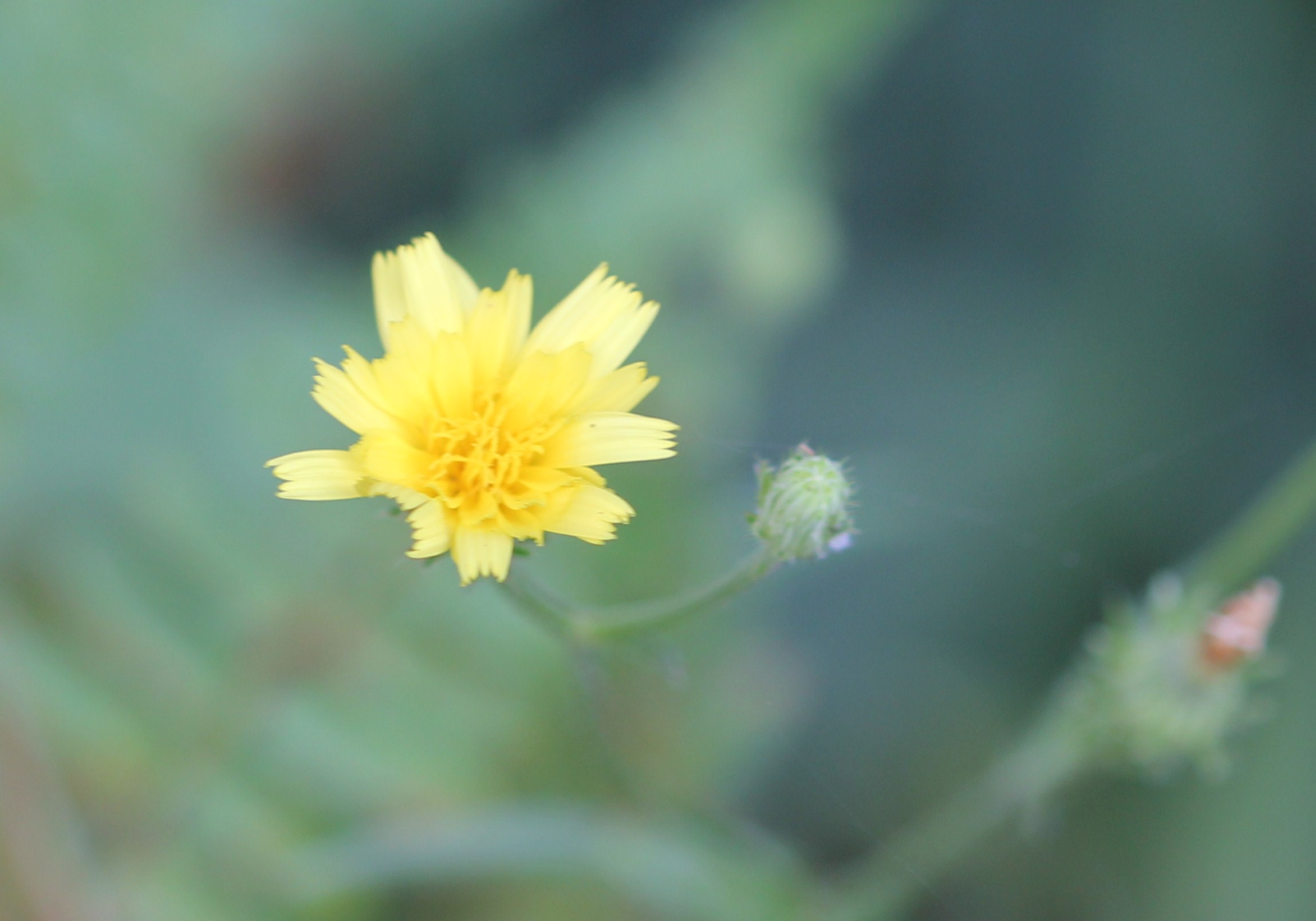 竜王山で見かけた可愛い８月の草花たち  ２報_d0160788_19511596.jpg