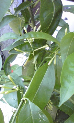 e0054290_2334236.jpg