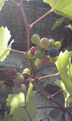 e0054290_2334282.jpg