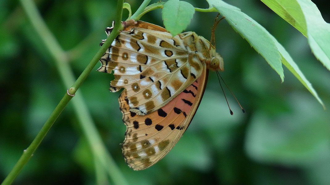 a0152692_17325947.jpg
