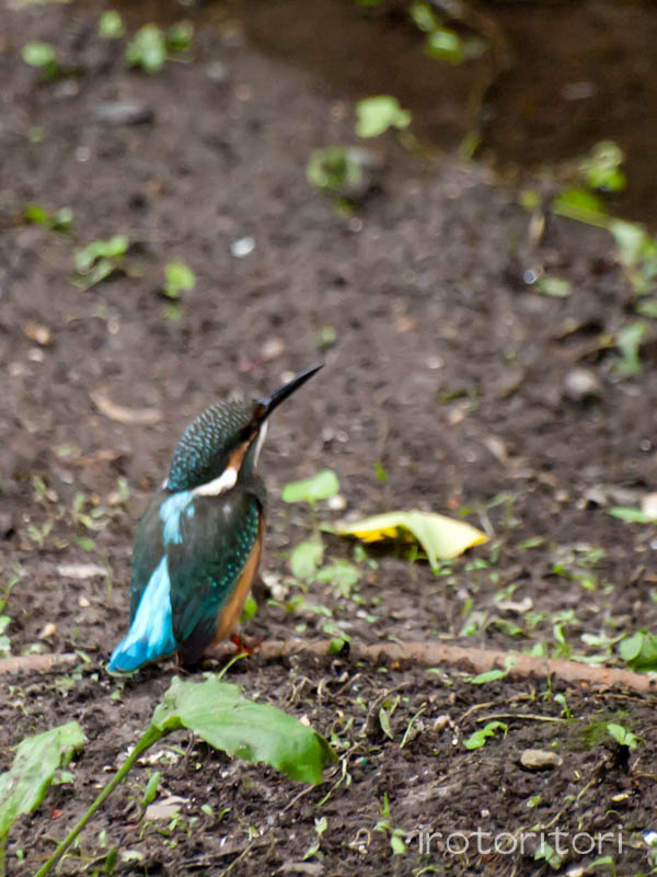 根川緑道　カワセミ　　2011/08/13_d0146592_11485928.jpg