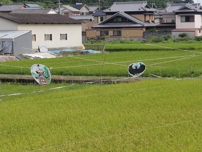c0125501_631576.jpg