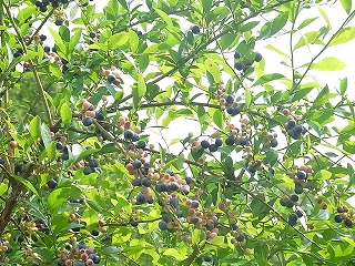 柳生・おうえ農園 ブルーベリー狩り_f0162302_17221158.jpg