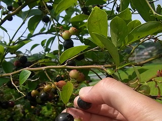 柳生・おうえ農園 ブルーベリー狩り_f0162302_17261988.jpg