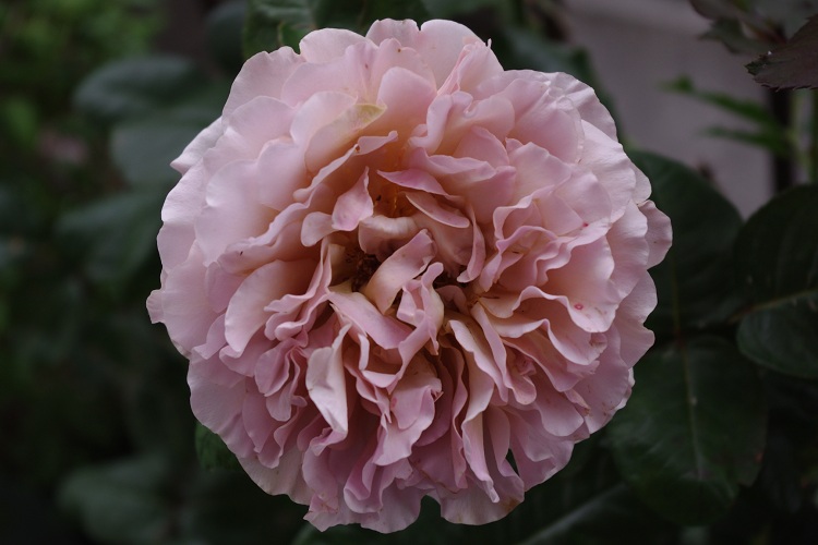 c0147909_1049911.jpg