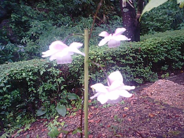 レンゲショウマの花（マイントピア別子の山草園）…2014/7/22_f0231709_9232388.jpg