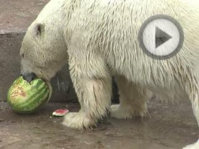 ロシア・サンクトペテルブルク、レニングラード動物園の146周年　～　ウスラーダにスイカのプレゼント_a0151913_22343494.jpg