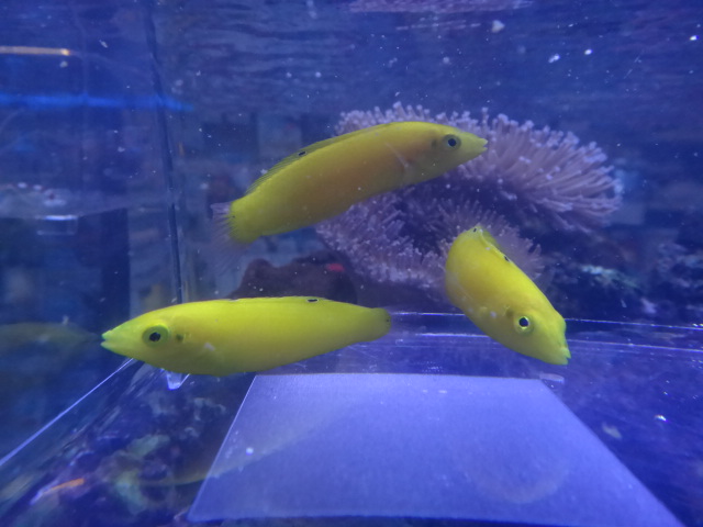 海水魚 サンゴ 水草 淡水魚 ペットメイト西宮店の生体ブログ 海水魚 サンゴ 水草 淡水魚 ペットメイト西宮店の生体ブログ