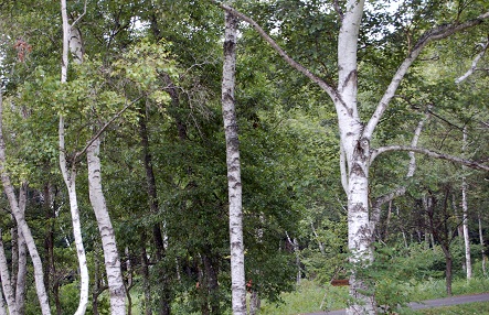 e0071324_18562452.jpg