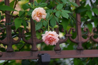 f0170524_13261981.jpg