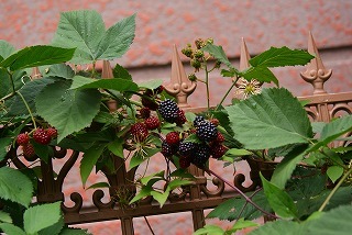 f0170524_1335166.jpg