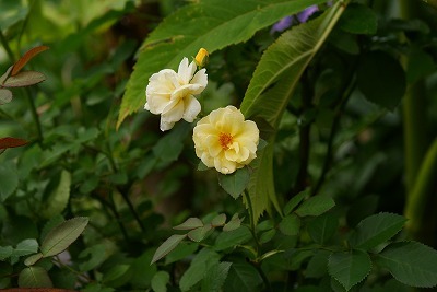 f0170524_1337233.jpg