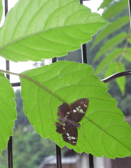 f0177529_1248233.jpg
