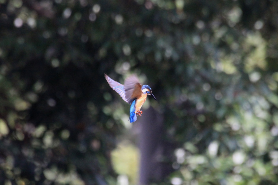 8月15日のカワセミ ホバリングが撮れました_a0203733_17414219.jpg