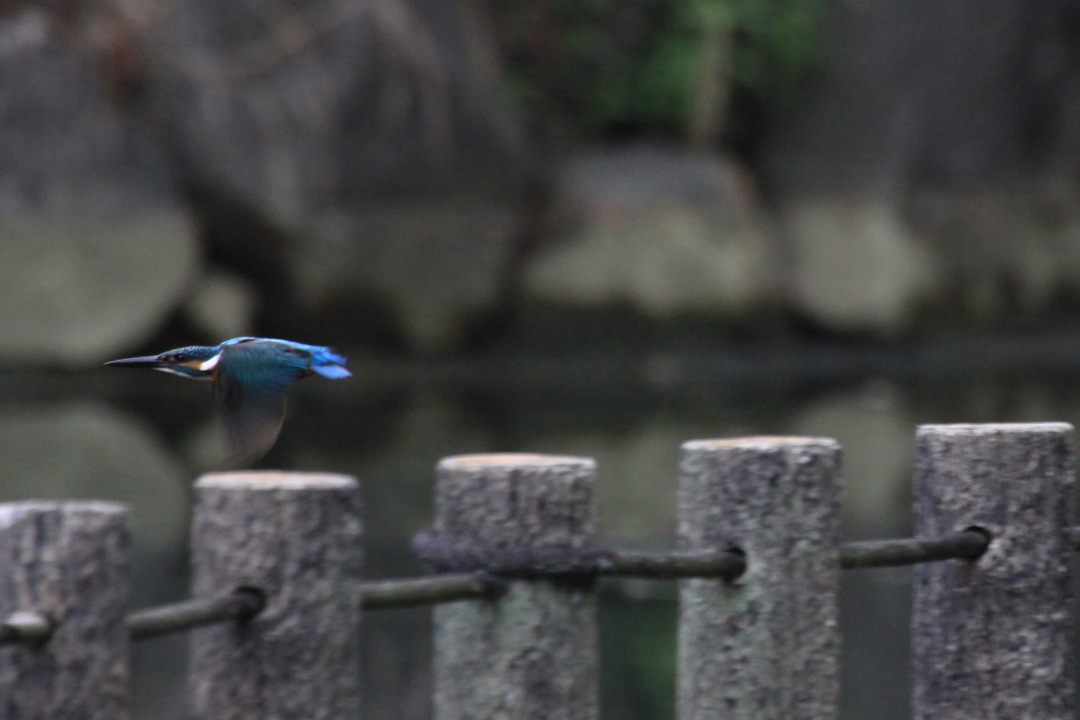 8月15日のカワセミ ホバリングが撮れました_a0203733_1742628.jpg