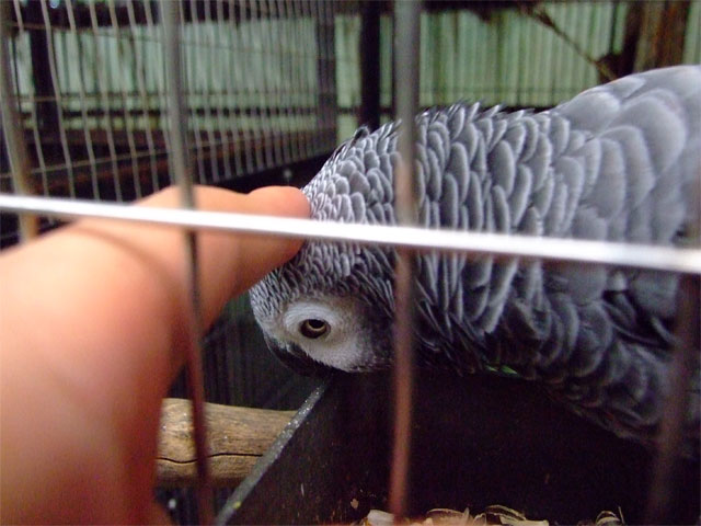 フレンドリーな鳥さん_a0179837_16172063.jpg