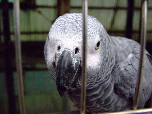 フレンドリーな鳥さん_a0179837_16231487.jpg