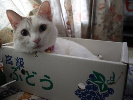 猫のお友だち アルちゃんドレちゃんジュアンくん編。_a0143140_21354113.jpg