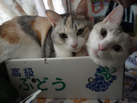 猫のお友だち アルちゃんドレちゃんジュアンくん編。_a0143140_213807.jpg