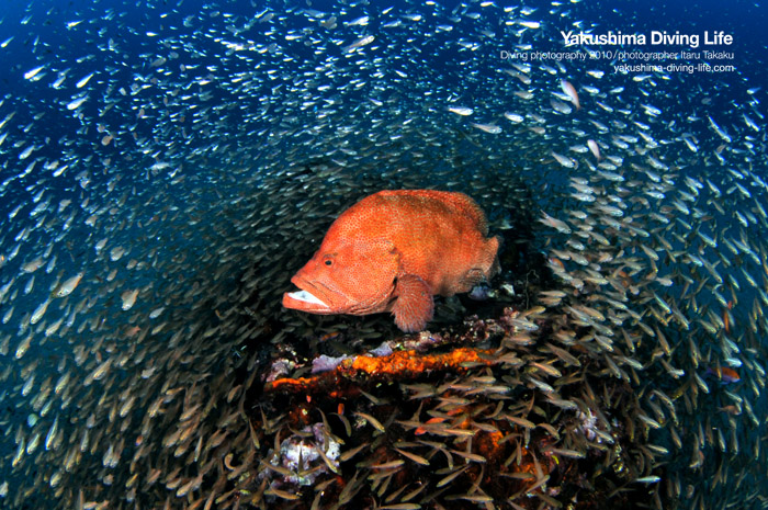 凝集する魚達_b0186442_16351321.jpg