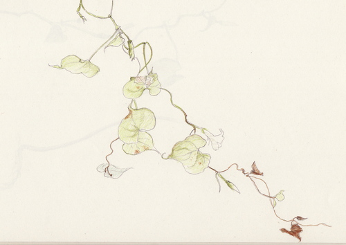 野性の朝顔_d0101846_8121154.jpg