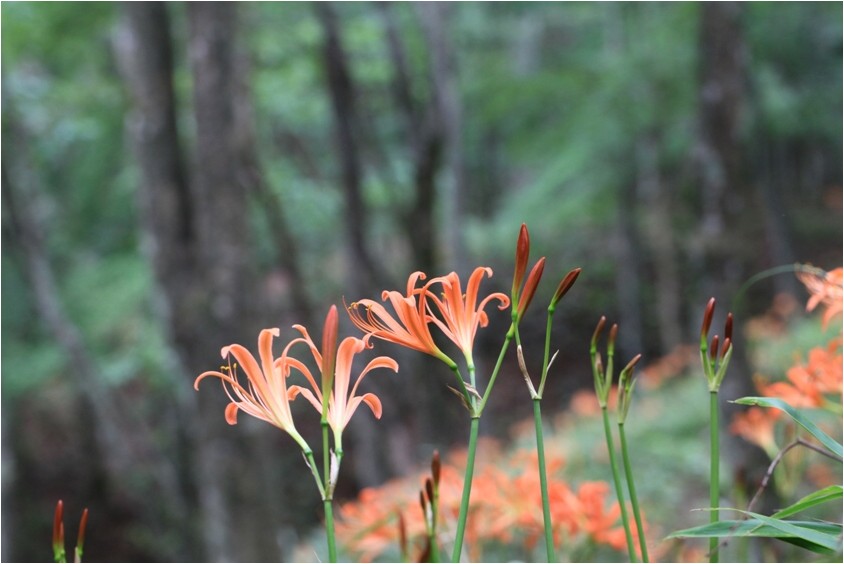 オオキツネノカミソリ 野草風薫 オオキツネノカミソリ 野草風薫