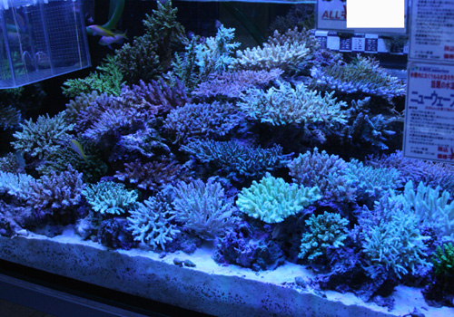 a0162261_2111710.jpg
