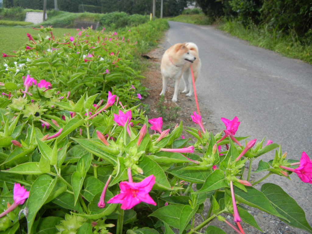 2011年8月17日(水)お外に出たいニャン!_f0060461_13361838.jpg