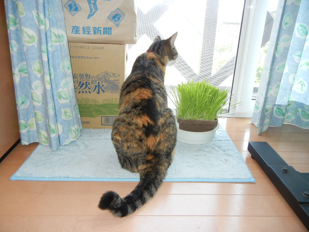 2011年8月17日(水)お外に出たいニャン!_f0060461_13422993.jpg