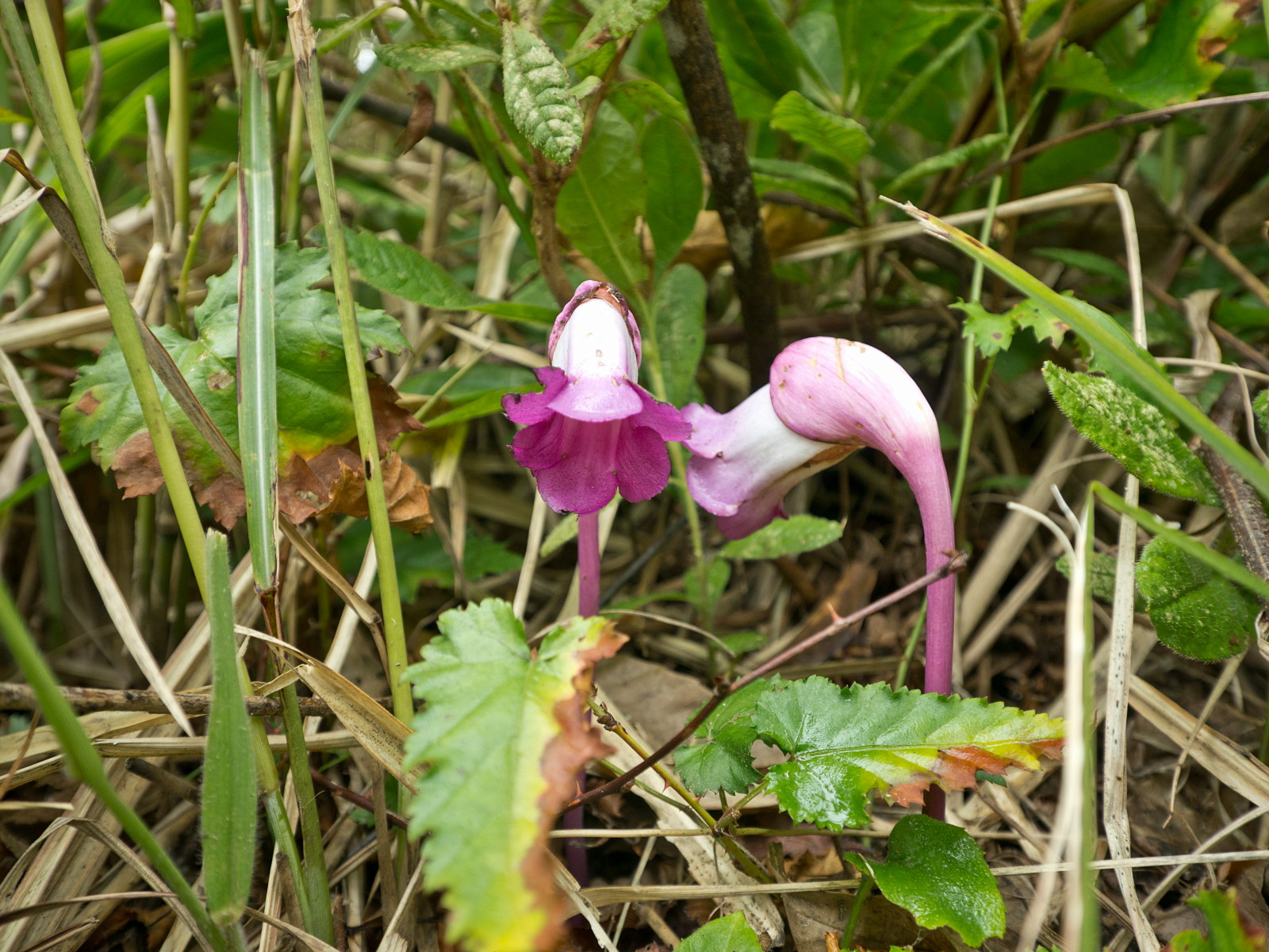 e0015567_20103073.jpg