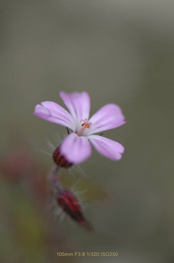 野に咲く花達_f0075373_1753232.jpg