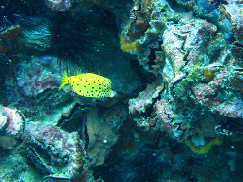 2011/08/12(金) - 3 Dive　No.630 - アネモネリーフ　[MarinePark]_a0002177_22561723.jpg