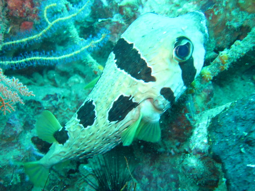 2011/08/12(金) - 3 Dive　No.630 - アネモネリーフ　[MarinePark]_a0002177_22563637.jpg